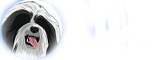 Amor Havanese
