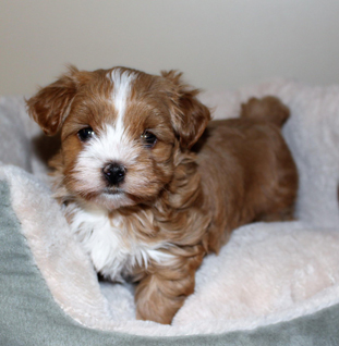 Available Havanese for sale