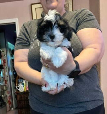 Available Havanese puppies for sale