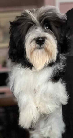 Two black and white males six months old