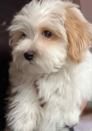 Havanese puppy 4 months