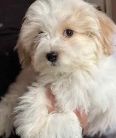 Havanese puppy 4 months