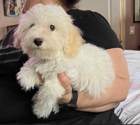 Havanese puppy 4 months