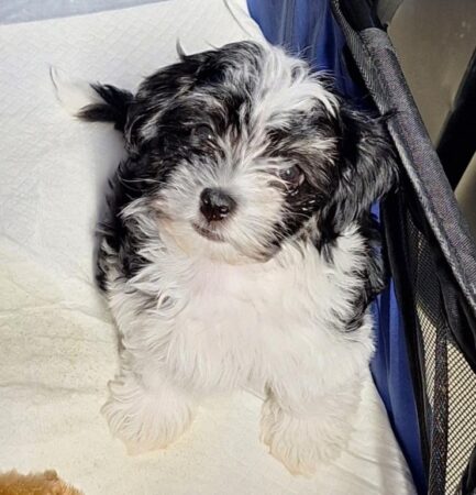 Available Havanesse puppy for sale