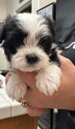 available Havanese puppies
