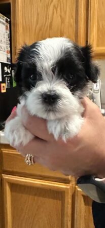 available Havanese puppies